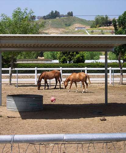 Two Horses Grazing Under a Metal Canopy in a Horse Barn